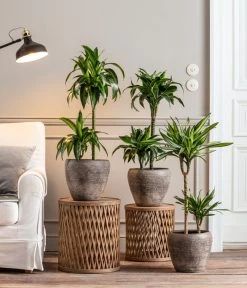 Drachenbaum - Dracaena Deremensis 'Dorado' -Pflanzenwelt Verkauf 8221707 8511545 8222044 WE MO 001 DrachenbaumDorado