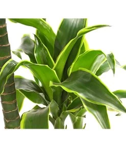 Drachenbaum - Dracaena Deremensis 'Dorado' -Pflanzenwelt Verkauf 8221707 WE DE 001 DrachenbaumDracaenaDeremensis2erTuffT19OWDehnerExpressHerzig