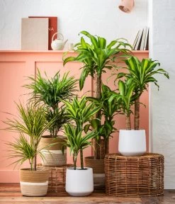 Drachenbaum - Dracaena Fragrans 'Massangeana' -Pflanzenwelt Verkauf 8222044 6904825 WE MO 001 DrachenbaumMassangeanaSeegrasKorbHarmony