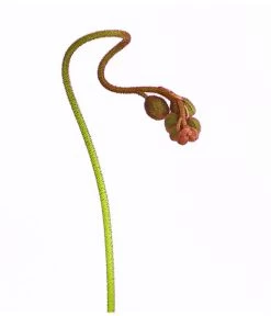 Sonnentau - Drosera Aliciae 8 Sonnentau - Drosera Aliciae -Pflanzenwelt Verkauf 8222960 WE DE 001 DroseraAliciaeT9DehnerExpressHerzig