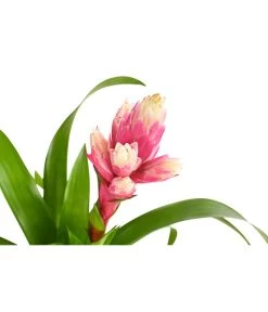 Guzmanie - Guzmania 'Candy' 9 Guzmanie - Guzmania 'Candy' -Pflanzenwelt Verkauf 8223315 PR DE 001 GuzmaniaCandyT12DehnerExpressHerzig