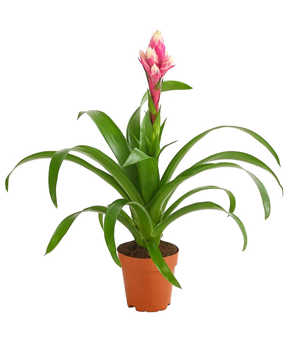 Guzmanie - Guzmania 'Candy' 3 Guzmanie - Guzmania 'Candy'