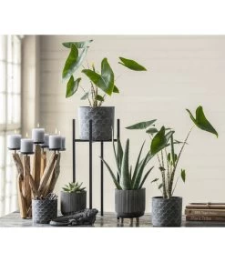 Echeverie - Echeveria Agavoides -Pflanzenwelt Verkauf 8223521 WE MO 001 AlocasiaZebrina2021GC03