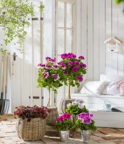 Edelgeranie, Stämmchen 19 Edelgeranie, Stämmchen -Pflanzenwelt Verkauf 8223943 WE MO 001 Edelgeranie2021GC04