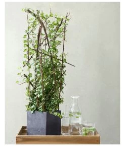 Efeu - Hedera Helix, Weiß/bunt -Pflanzenwelt Verkauf 8224370 8224388 MO EfeuWeissBuntFloradania