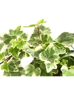 Efeu - Hedera Helix, Weiß/bunt -Pflanzenwelt Verkauf 8224370 WE DE 001 EfeuWeissT9DehnerExpressHerzig