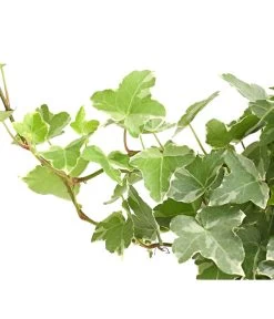 Efeu - Hedera Helix, Weiß/bunt -Pflanzenwelt Verkauf 8224370 WE DE 002 EfeuWeissT9DehnerExpressHerzig