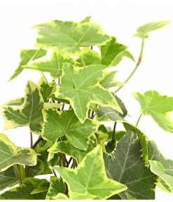 Efeu - Hedera Helix, Weiß/bunt -Pflanzenwelt Verkauf 8224370 WE DE 003 EfeuWeissT9DehnerExpressHerzig