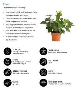 Efeu - Hedera Helix 'Mont Gommery' -Pflanzenwelt Verkauf 8224404 WE IG 001 EfeuHederaHelixMontGommeryT13DehnerExpressHerzig