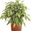 Birkenfeige - Ficus Benjamina 'Kinky' 1 Birkenfeige - Ficus Benjamina 'Kinky' -Pflanzenwelt Verkauf 8229692 PR FS 001 GummibaumFicusKinkyNatasjaT12DehnerExpressHerzig