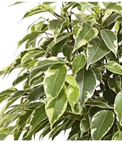 Birkenfeige - Ficus Benjamina 'Kinky' -Pflanzenwelt Verkauf 8229692 WE DE 001 GummibaumFicusKinkyNatasjaT12DehnerExpressHerzig