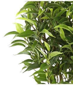 Birkenfeige - Ficus Benjamina 'Kinky' -Pflanzenwelt Verkauf 8229692 WE DE 002 GummibaumFicusKinkyNatasjaT12DehnerExpressHerzig