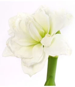 Amaryllis - Hippeastrum Hybride 'Alfresco' -Pflanzenwelt Verkauf 8234684 PR DE 001 AmaryllisHippeastrumAlfrescoDehnerExpressHerzig
