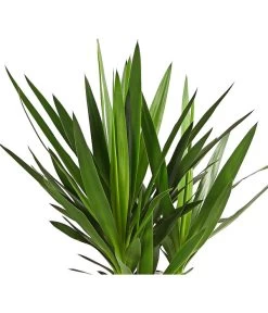 Yucca-Palme - Yucca Elephantipes 'Maya-Tree' 5 Yucca-Palme - Yucca Elephantipes 'Maya-Tree' -Pflanzenwelt Verkauf 8235236 WE DE PalmlilieMayaDehnerHerzig