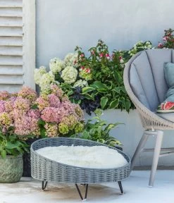 Fuchsie, Stehend, Verschiedene Farben -Pflanzenwelt Verkauf 8236713 WE MO 001 Hortensie