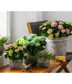 Drahtstrauch - Muehlenbeckia Complexa -Pflanzenwelt Verkauf 8236713 WE MO 001 HortensieMagicalMidiMixT10HydrangeaMacrophylla