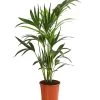 Kentiapalme - Howea Forsteriana 1 Kentiapalme - Howea Forsteriana -Pflanzenwelt Verkauf 8239733 WE FS 001 HoweaForsterianaT17DehnerExpressHerzig