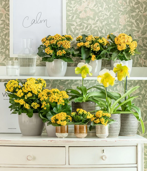 Dehner Keramik-Übertopf Kaia, Konisch 4 Dehner Keramik-Übertopf Kaia, Konisch – Bild 2