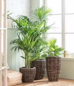 Dehner Holz-Korb Akira, Rund, Braun 6 Dehner Holz-Korb Akira, Rund, Braun -Pflanzenwelt Verkauf 8240764 WE MO 001 Howea