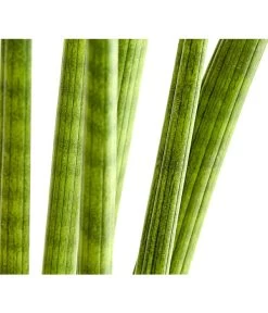 Bogenhanf - Sansevieria Cylindrica 'Straight' -Pflanzenwelt Verkauf 8241127 PR DE 001 SansevieriaCylindricaBogenhanfT17DehnerExpressHerzig