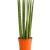 Bogenhanf - Sansevieria Cylindrica 'Straight' -Pflanzenwelt Verkauf 8241127 PR FS 001 SansevieriaCylindricaBogenhanfT17DehnerExpressHerzig