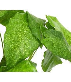 Korbmarante - Calathea Mosaica -Pflanzenwelt Verkauf 8242844 PR DE 001 CalatheaMosaicaT14DehnerExpressHerzig