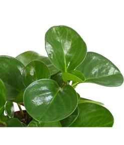 Peperomie - Peperomia Obtusifolia -Pflanzenwelt Verkauf 8243040 PR DE 001 PeperomiaObtusifoliaT12DehnerExpressHerzig