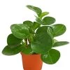 Peperomie - Peperomia Obtusifolia 2 Peperomie - Peperomia Obtusifolia -Pflanzenwelt Verkauf 8243040 PR FS 001 PeperomiaObtusifoliaT12DehnerExpressHerzig