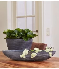 Peperomie - Peperomia Obtusifolia -Pflanzenwelt Verkauf 8243040 PR MO 001 PeperomiaObtusifoliaGPS