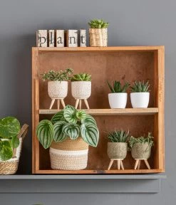 Wassermelonen-Peperomie - Peperomia Argyreia -Pflanzenwelt Verkauf 8243487 WE MO 001 IndoorKorbsortiment