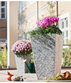 Drahtstrauch - Muehlenbeckia Complexa -Pflanzenwelt Verkauf 8244014 8217580 PR MO 001 MuehlenbeckiaDrahtweinAlpenveilchenGranitTopfGrau30x30x49cm 1