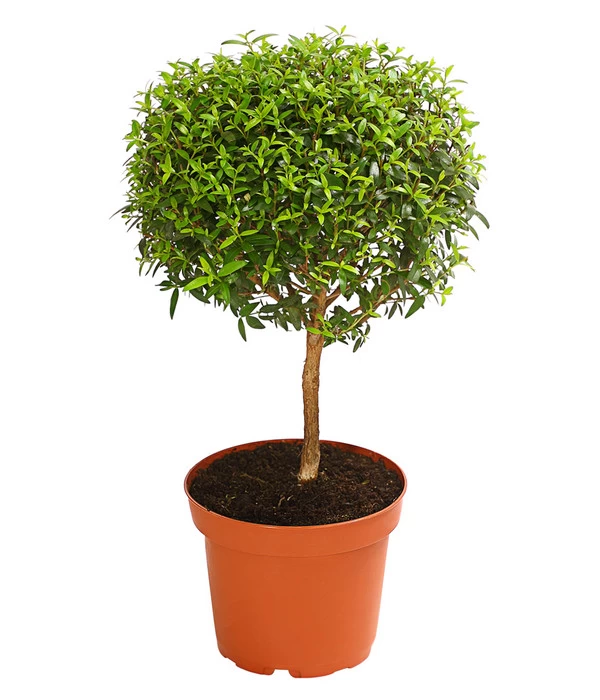 Brautmyrte, Stämmchen 3 Brautmyrte, Stämmchen