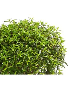 Brautmyrte, Stämmchen 7 Brautmyrte, Stämmchen -Pflanzenwelt Verkauf 8244626 PR WE 001 MyrtusStammDehnerExpressHerzig