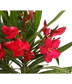 Oleander, Busch -Pflanzenwelt Verkauf 8249302 WE DE 001 OleanderBuschT17RotDehnerExpressHerzig