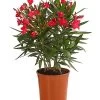 Oleander, Busch 2 Oleander, Busch -Pflanzenwelt Verkauf 8249302 WE FS 001 OleanderBuschT17RotDehnerExpressHerzig