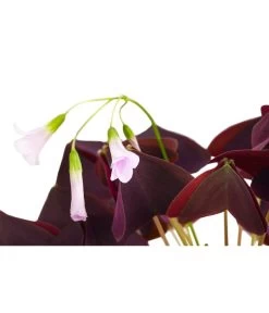 Dreieckiger Glücksklee - Oxalis Triangularis -Pflanzenwelt Verkauf 8249385 PR DE 001 OxalisTringularisDehnerExpressHerzig