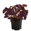 Dreieckiger Glücksklee - Oxalis Triangularis -Pflanzenwelt Verkauf 8249385 PR FS 001 OxalisTringularisDehnerExpressHerzig