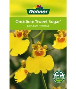 Oncidium - Oncidium Cultivars 'Sweet Sugar' -Pflanzenwelt Verkauf 8249708 8251662 Oncidium Sweet Sugar Etikett 1
