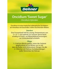 Oncidium - Oncidium Cultivars 'Sweet Sugar' -Pflanzenwelt Verkauf 8249708 8251662 Oncidium Sweet Sugar Etikett 2
