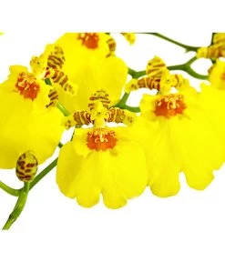 Oncidium - Oncidium Cultivars 'Sweet Sugar' -Pflanzenwelt Verkauf 8249708 PR DE 001 OncidiumSweetSugar1TrieberDehnerExpressHerzig