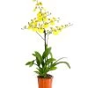 Oncidium - Oncidium Cultivars 'Sweet Sugar' -Pflanzenwelt Verkauf 8249708 PR FS 001 OncidiumSweetSugar1TrieberDehnerExpressHerzig