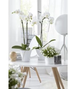 Schmetterlingsorchidee - Phalaenopsis Cultivars 'Umbrella', Verschiedene Sorten -Pflanzenwelt Verkauf 8251498 8203242 8211450 WE MO 009 SchmetterlingsorchideeUmbrella