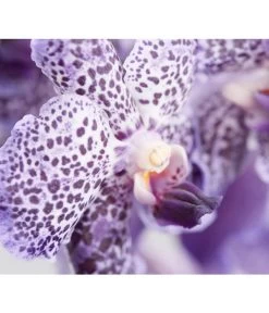 Vanda-Orchidee - Vanda Cultivars -Pflanzenwelt Verkauf 8251589 PR DE 001 VandaGrossbluetigImKorbDehnerExpressZS