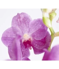 Vanda-Orchidee - Vanda Cultivars -Pflanzenwelt Verkauf 8251589 PR DE 002 VandaGrossbluetigImKorbDehnerExpressZS