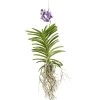 Vanda-Orchidee - Vanda Cultivars -Pflanzenwelt Verkauf 8251589 PR FS 001 VandaGrossbluetigImKorbDehnerExpressZS