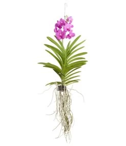 Vanda-Orchidee - Vanda Cultivars -Pflanzenwelt Verkauf 8251589 PR FS 002 VandaGrossbluetigImKorbDehnerExpressZS