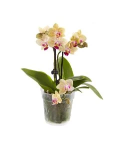 Midi Schmetterlingsorchidee - Phalaenopsis Cultivars, Verschiedene Sorten -Pflanzenwelt Verkauf 8252900 BildFS 001 PhalaenopsisMidi2TrieberGelb