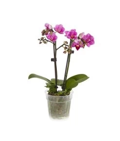 Midi Schmetterlingsorchidee - Phalaenopsis Cultivars, Verschiedene Sorten -Pflanzenwelt Verkauf 8252900 BildFS 002 PhalaenpsisMidi2TrieberLila