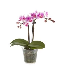 Midi Schmetterlingsorchidee - Phalaenopsis Cultivars, Verschiedene Sorten -Pflanzenwelt Verkauf 8252900 BildFS 003 PhalaenopsisMidi2TrieberRosa