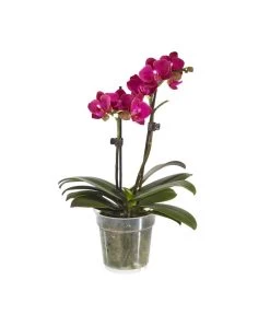Midi Schmetterlingsorchidee - Phalaenopsis Cultivars, Verschiedene Sorten -Pflanzenwelt Verkauf 8252900 BildFS 004 PhalaenopsisMidi2TrieberViolett